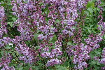 Obraz premium Beginning of florescence of common lilac in spring