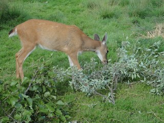 Deer eating leaves off a fallen branch in the middle of a wide open grassy field