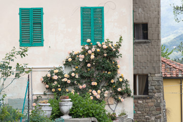 Fototapeta na wymiar Climbing roses on a brick wall of a house.