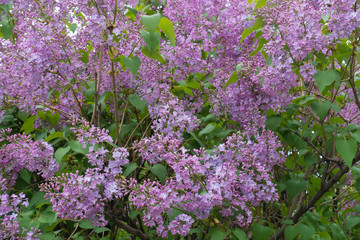 Obraz premium Mauve flowers of common lilac in spring