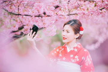 Fototapeta premium Asian woman wearing kimono using smartphone with cherry blossoms,sakura in Japan.