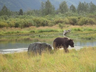 Grizzly Bear walking past a large rock next to a stream