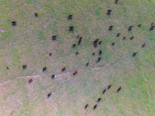 Steers fed on natural grass, Buenos Aires,Argentina
