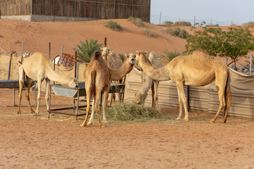 A Group of camels eating in an enclosed farm.