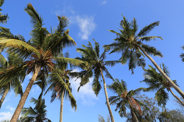 Obraz na płótnie Canvas palm trees on blue sky background