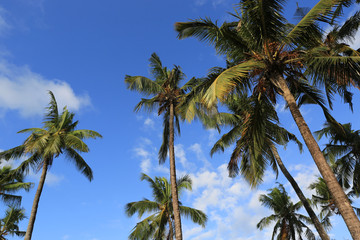 Fototapeta na wymiar palm trees on sky background