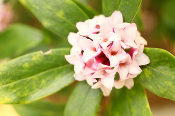 Obraz premium 沈丁花アップ