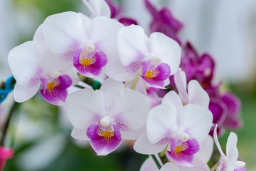 Naklejka na ściany i meble Orchid flower in orchid garden at winter or spring day for beauty and agriculture concept design. Phalaenopsis orchid.