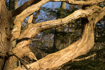 close up of old branches on tree