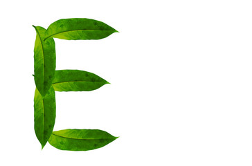 Fototapeta na wymiar Green leaf letter E Background image. Natural Forest leaf alphabet