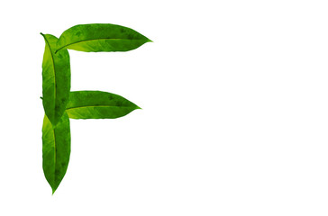 Green leaf letter F Background image. Natural Forest leaf alphabet