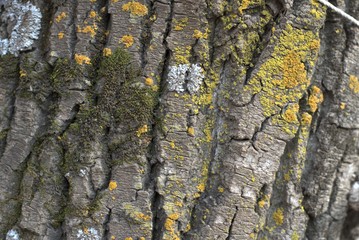 rough tree bark - texture