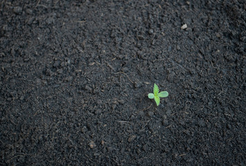 A small plant of cannabis in the growing stage.