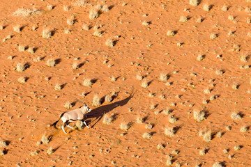 Oryx antelope in the sand dunes of Sossusvlei, Namibia.