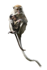 Long-tailed macaque mother carrying baby on white background