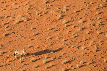 Oryx antelope in the sand dunes of Sossusvlei, Namibia.