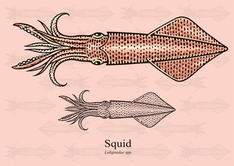Squid. Vector illustration with refined details and optimized stroke that allows the image to be used in small sizes (in packaging design, decoration, educational graphics, etc.)