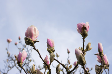View Blooming Top Branches of Pink Magnolia is on Background of Blue Sky on Sunny Day. Copy Space. Concept: Springtime.