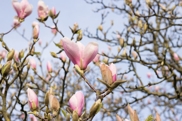 Beautiful View of Blooming Branches of Pink Magnolia Trees are on Background of Blue Sky on Sunny Day. Concept: Springtime. 