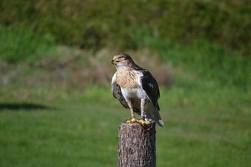 bird of prey
