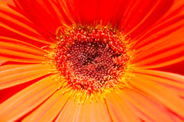 Makro einer orangen Gerbera, Blume
