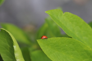 Fototapeta premium Ladybug crawling along looking for insects 