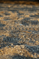  beach of the Caspian Sea