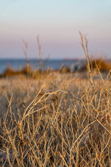  dry branches against the sea