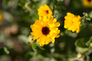 Gelbe Blume
