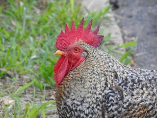Close-up of a red crested gray rooster on a city street, looking to the side.