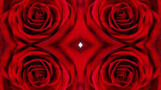 flower red rose grow nature bloom flora pattern
