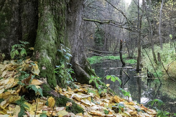 quiet autumn forest