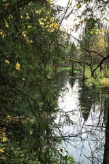 quiet autumn forest