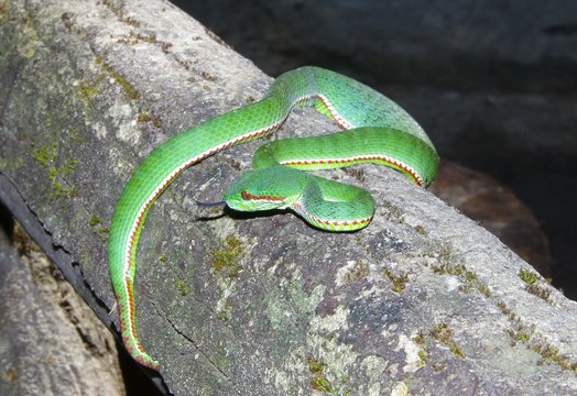 snake