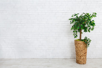 Ficus tree in pot