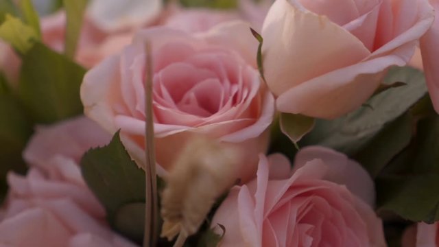 Closeup bouquet of fresh gently pink roses
