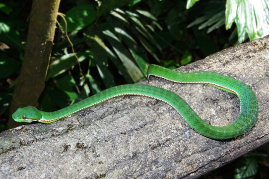 snake on grass
