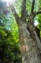 降り注ぐ太陽光と大きな木
