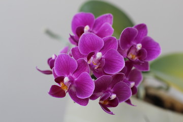 Miniature Moth Orchid Phalaenopsis flower close-up in spring