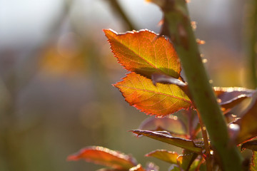 Detail Rosenstrauch mit Dornen