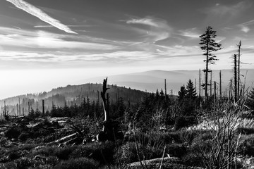 Devasted forest in caues of bark beetle infestation. Sumava National Park and Bavarian Forest, Czech republic and Germany. View from Tristolicnik, Dreisesselberg