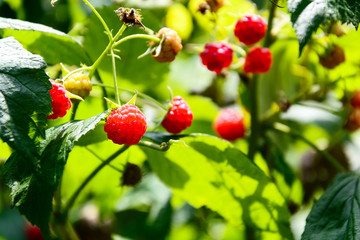 Branch of ripe raspberries in a garden. Selective focus. Copy space