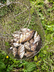 crucians in the net, fishing was successful there is a small catch