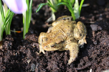 Kröte im Garten