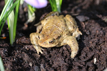 Kröte im Garten
