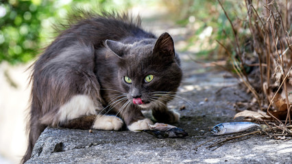 cat who likes to eat fresh fish with pleasure