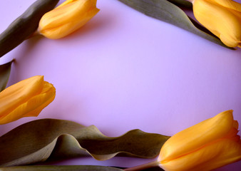A frame of yellow tulips on a purple background. Floral composition. Postcard wallpaper