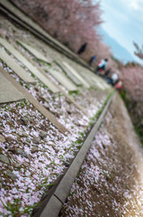 Close-up shot of sakura petals with a slanted angle taken on the Keage Incline located in Higashiyama district which is famous and popular for beautiful cherry blossoms along railroad tracks.