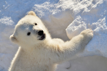 bear cub