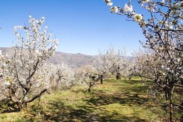 Cherry trees blooming cherry blossom white flowers in Valle del Jerte